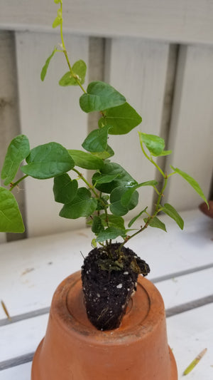 Ficus Pumila