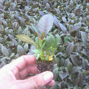 Ficus Elastica Ruby