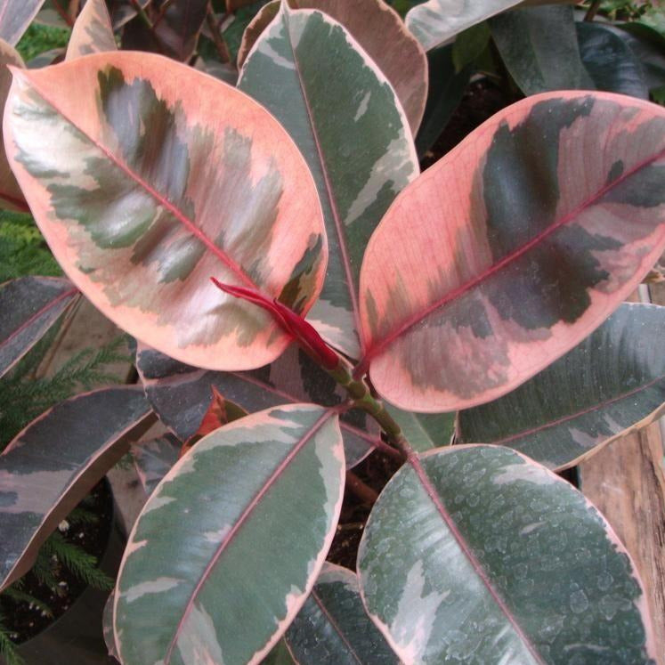 Ficus Elastica Ruby