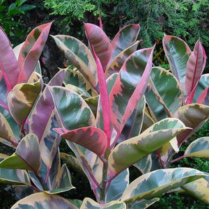 Ficus Elastica Ruby