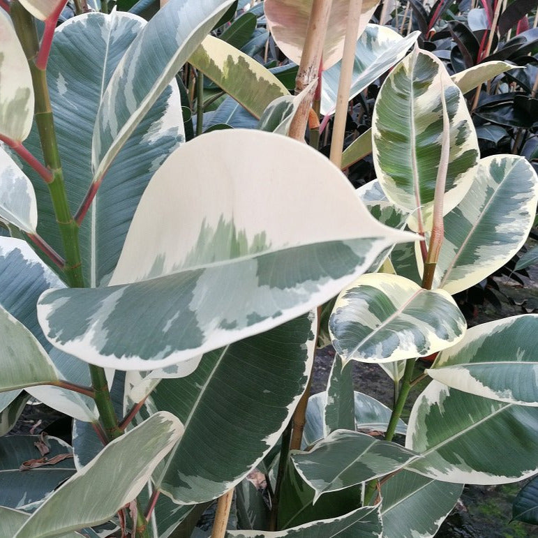 Ficus Elastica Tineke