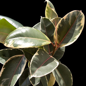 Ficus Elastica Tineke