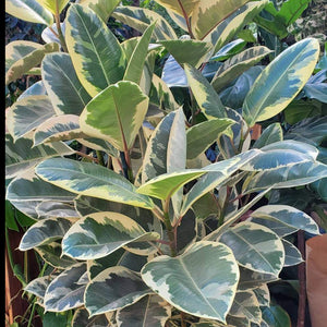 Ficus Elastica Tineke