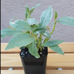 Ficus Elastica Tineke