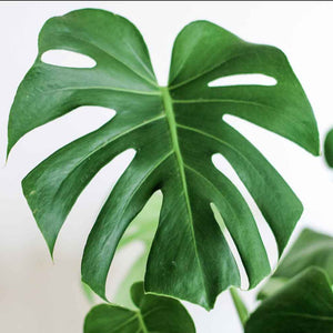 Monstera Deliciosa