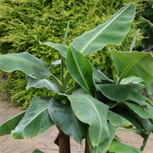 Musa Super "Dwarf Cavendish"