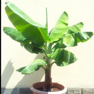 Musa Super "Dwarf Cavendish"