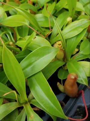 Nepenthes Alata