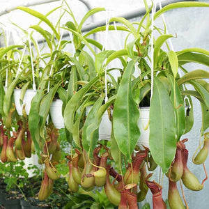 Nepenthes Alata