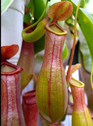 Nepenthes Alata