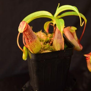Nepenthes Ventricosa
