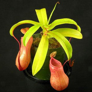 Nepenthes Ventricosa