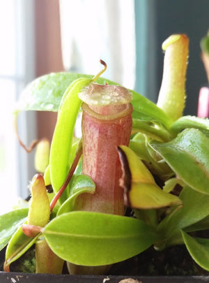Nepenthes Ventricosa