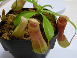 Nepenthes Ventricosa
