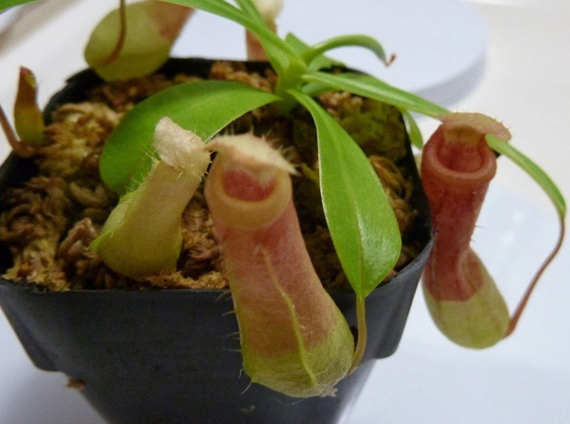 Nepenthes Ventricosa