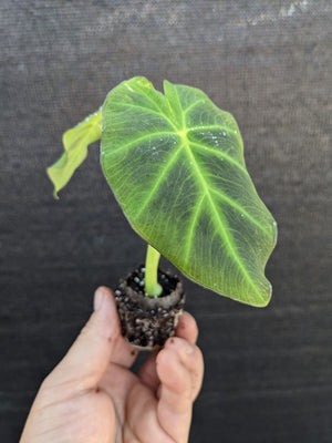 Colocasia Imperial Gigante