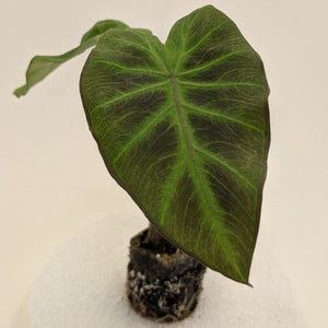 Colocasia Maximum Gigante
