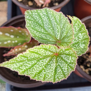 Angel Wing Begonia "Frosty"