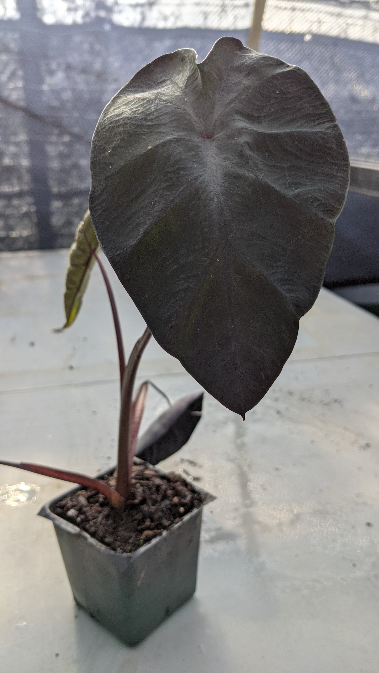 electric blue gecko elephant ear plant Colocasia Electric Blue Gecko