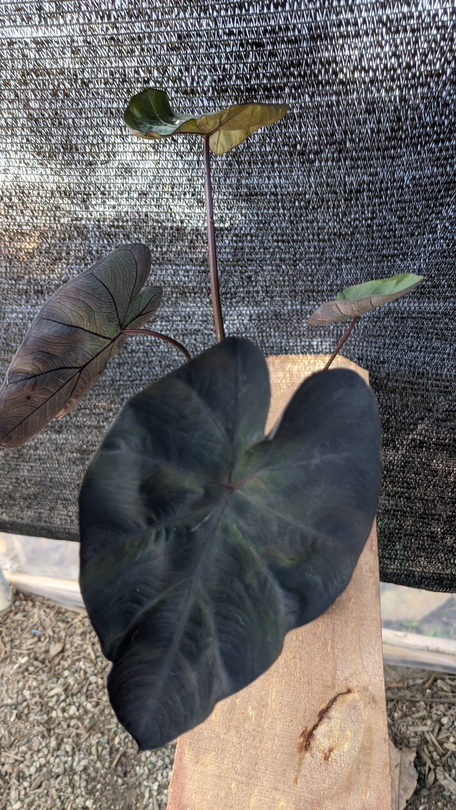 electric blue gecko elephant ear plant Colocasia Electric Blue Gecko