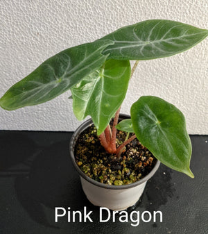 Alocasia Pink Dragon