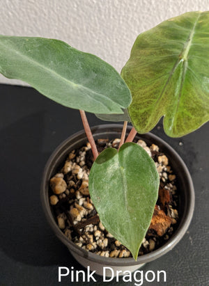 Alocasia Pink Dragon