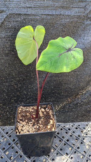 Colocasia Egyptian's Mask