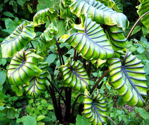 Colocasia Egyptian's Mask