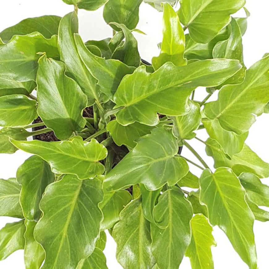 philodendron xanadu vs deja vu Philodendron Deja Vu