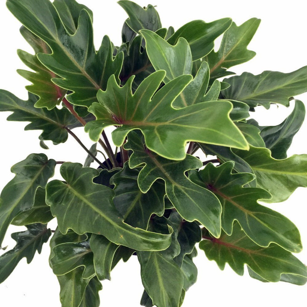 philodendron de ja vu Philodendron Deja Vu