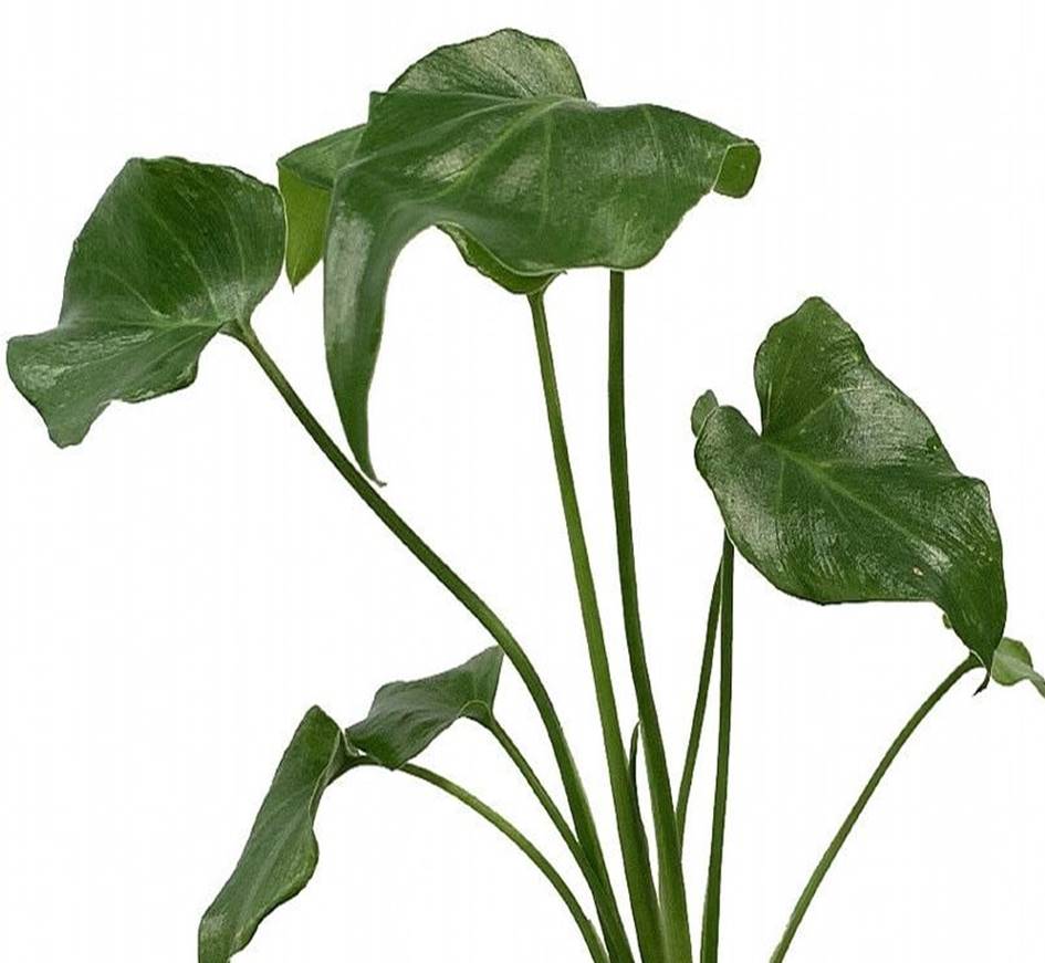deja vu philodendron houseplant care Philodendron Deja Vu