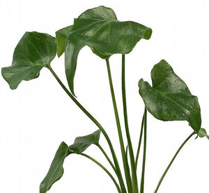 Philodendron Deja Vu