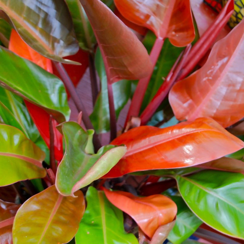 mccolleys finale philodendron vs prince of orange Philodendron McColley's Finale