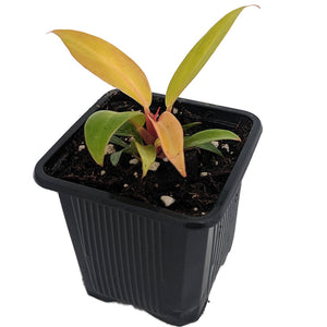 Philodendron Prince of Orange