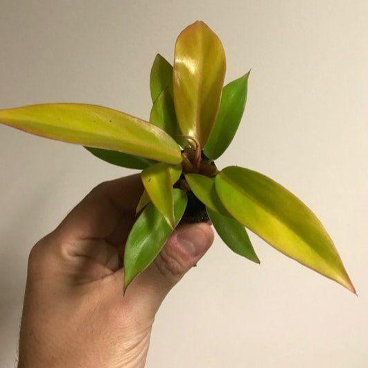 Philodendron Prince of Orange
