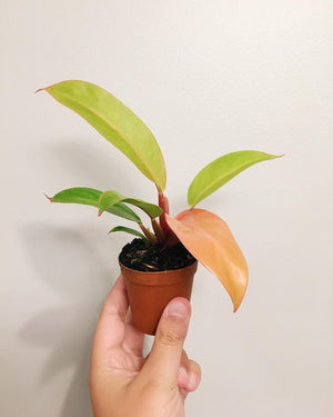 Philodendron Prince of Orange