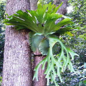 Platycerium Fern - Dutch Staghorn