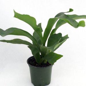 Platycerium Fern - Dutch Staghorn