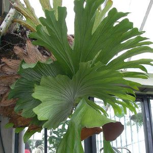 Platycerium Superbum - Staghorn Fern