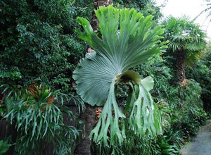Platycerium Superbum - Staghorn Fern