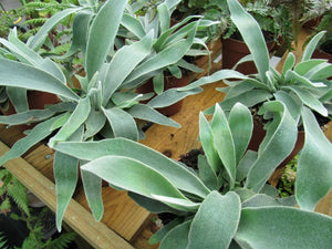 Platycerium Veitchii Lemoinei "French Staghorn" Silver Rare