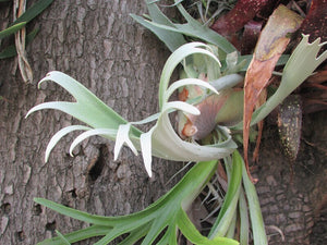 Platycerium Veitchii Lemoinei "French Staghorn" Silver Rare