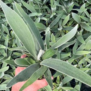 Platycerium Veitchii Lemoinei "French Staghorn" Silver Rare