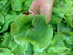 Platycerium Superbum - Staghorn Fern