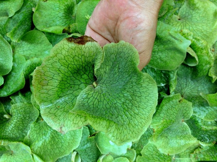 Platycerium Superbum - Staghorn Fern