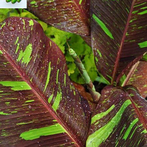 Musa "Siam Ruby"