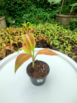 Musa "Siam Ruby"