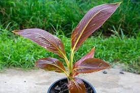 Musa "Siam Ruby"