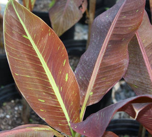 Musa "Siam Ruby"
