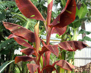 Musa "Siam Ruby"